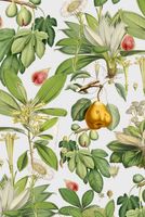 Adams Fault Wallpaper