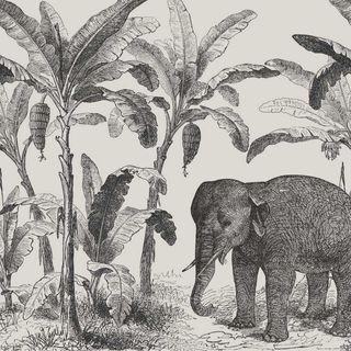 Elephant lsland Wallpaper