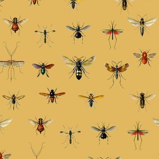 Entomology Wallpaper