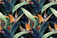 Birds of Paradise Wallpaper