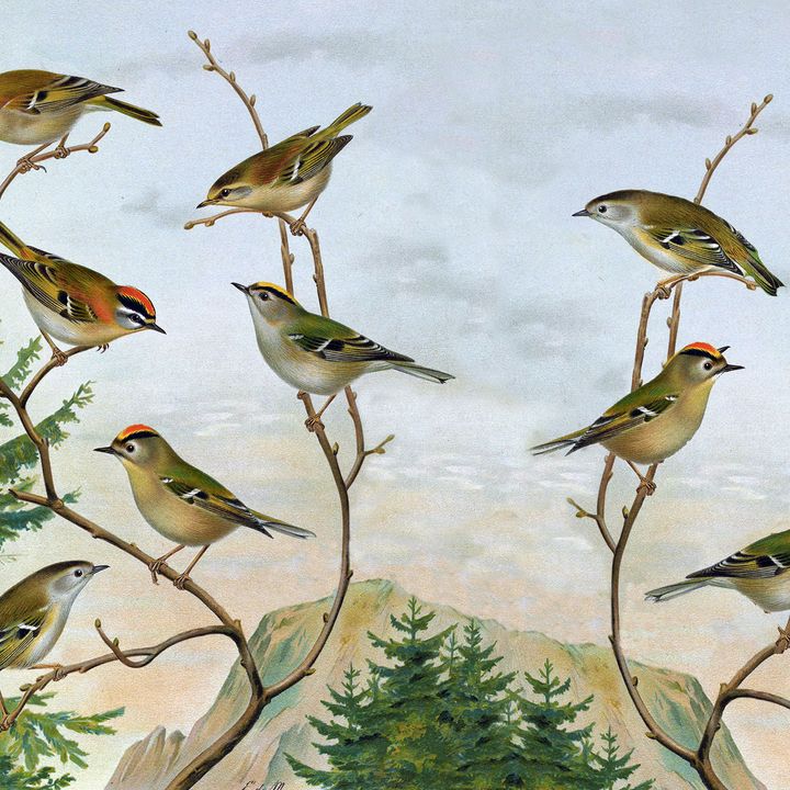 Birds on a Twig Wallpaper