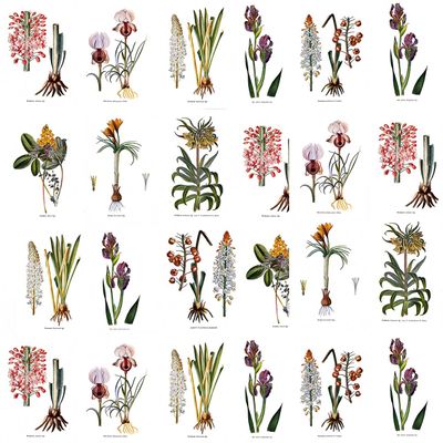 Botanists Wall Wallpaper