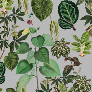 Botany Class Wallpaper
