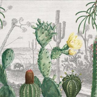 Cactus Heaven Wallpaper
