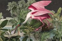 Roseate Spoonbill Wallpaper