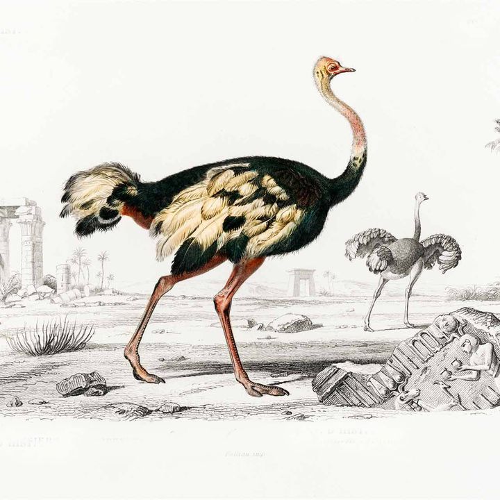 Shake Your Tail Feather Wallpaper