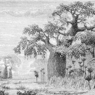 Joshua Baobab Wallpaper