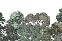 Making a Fuss Wallpaper