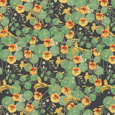 Nasturtium Wallpaper