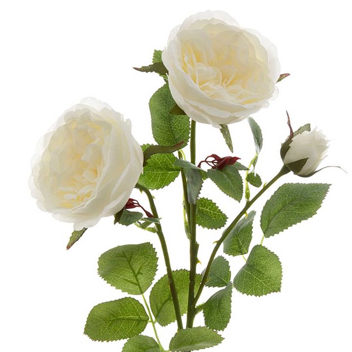David Austin English Rose 55cm White