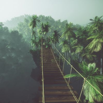 Tree Top Walkway Wallpaper