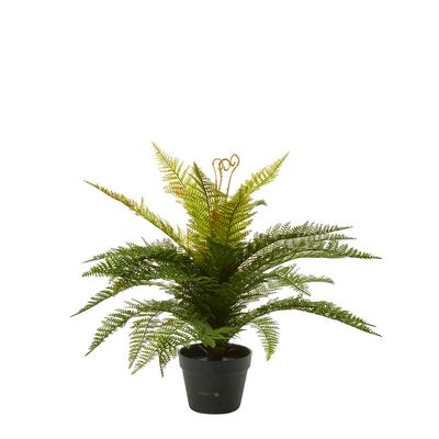 Boston Fern in Pot 55cm