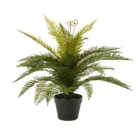 Boston Fern in Pot 55cm