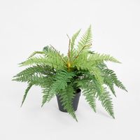 Boston Fern in Pot 55cm