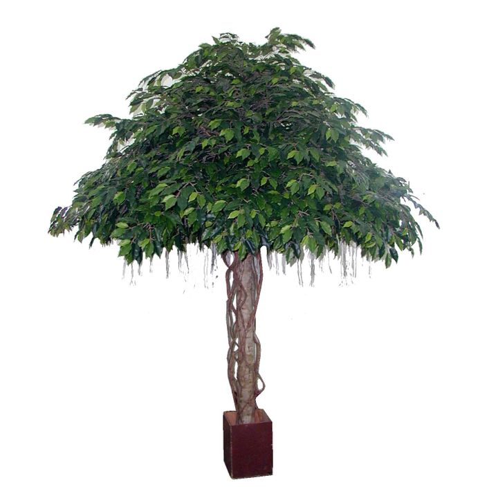 Fat Ficus Umbrella Giant 3.05m