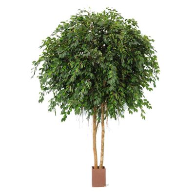 Giant Ficus Exotica 3.05m