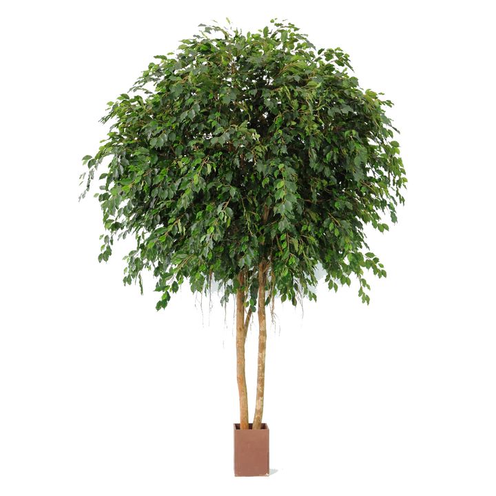 Giant Ficus Exotica 3.05m