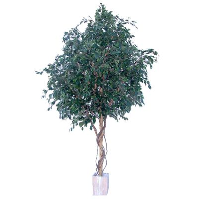 Ficus Exotica Giant Tree 3.05m