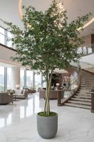 Ficus Exotica Giant Tree 3.05m