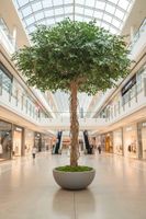 Ficus Exotica Giant Tree 3m