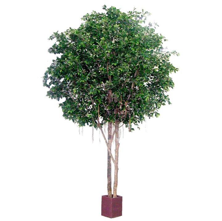 Ficus Retusa Giant Round 3.05m