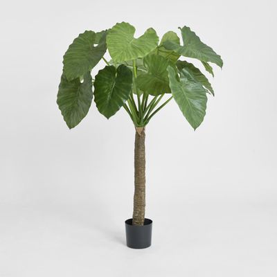 Alocasia Calidora Tree 1.35m
