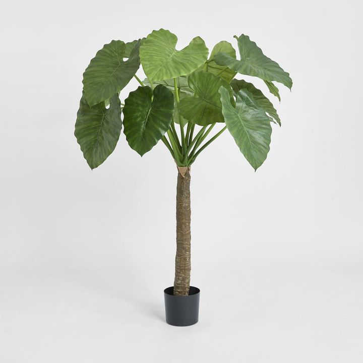 Alocasia Calidora Tree 1.35m