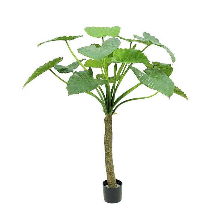 Alocasia Calidora Tree 1.35m