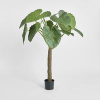 Alocasia Calidora Tree 1.35m