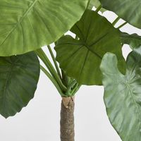 Alocasia Calidora Tree 1.35m