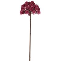 Allium 98cm Fuschia