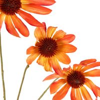 Black Eyed Susan Stem 82cm Orange