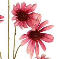 Black Eyed Susan Stem 82cm Pink