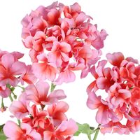 Begonia Spray 94cm Pink