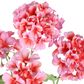 Begonia Spray 94cm Pink