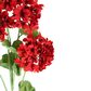 Begonia Spray 94cm Red