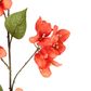 Bougainvillea Spray 118cm Orange