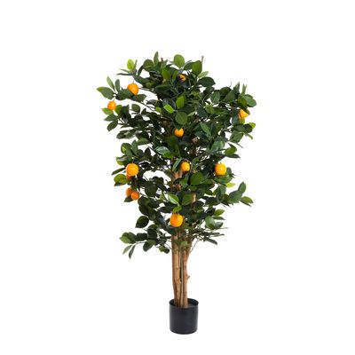 Golden Orange Tree 1.15m