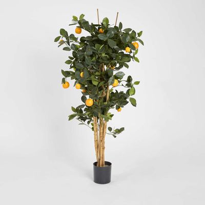 Golden Orange Tree 1.15m