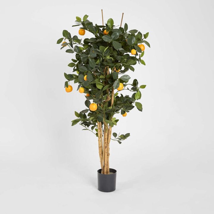 Golden Orange Tree 1.15m
