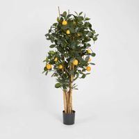 Golden Orange Tree 1.15m