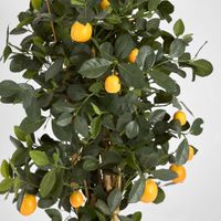 Golden Orange Tree 1.15m
