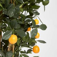 Golden Orange Tree 1.15m