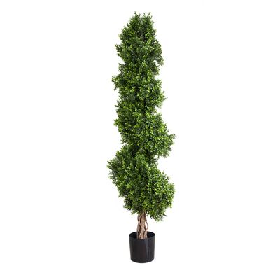 Boxwood Spiral Tree 1.9m