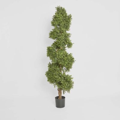Boxwood Spiral Tree 1.9m