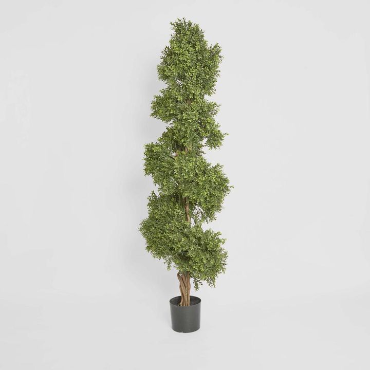 Boxwood Spiral Tree 1.9m