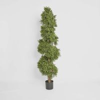 Boxwood Spiral Tree 1.9m