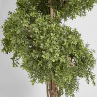 Boxwood Spiral Tree 1.9m