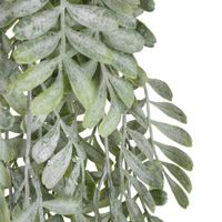 Pepper Fern Hanging Vine 115CM