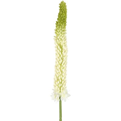 Fox Tail Stem 84cm Cream Green